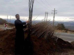 فروش نهال گردو هلندی پا کوتاه در سردشت اذربایجان