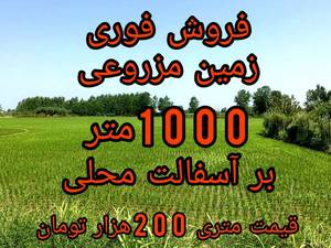 فروش زمین شالیزار در کوچصفهان