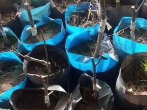 فروش نهال گردو خارجی در سردشت