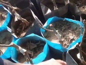 فروش نهال گردو خارجی در سردشت