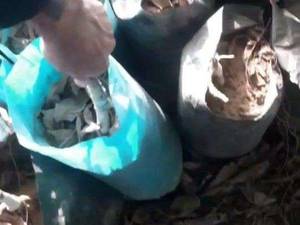 فروش نهال گردو خارجی در سردشت