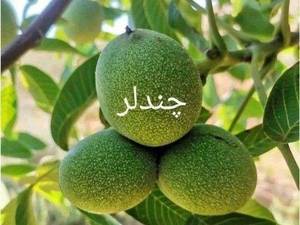 فروش نهال گردو خارجی در سردشت