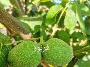 فروش نهال گردو خارجی در سردشت