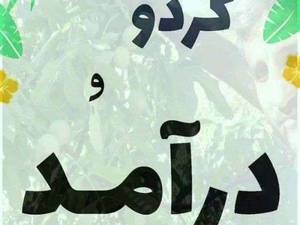 فروش نهال گردو خارجی در سردشت