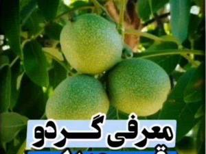 فروش نهال گردو خارجی در سردشت
