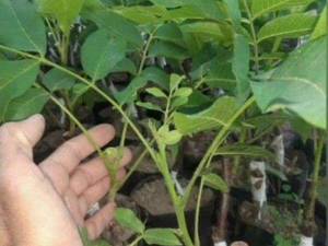 فروش نهال گردو خارجی در سردشت