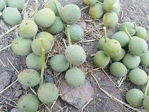 فروش نهال گردو خارجی در سردشت