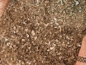 پوست بادام برای گیاه در ساری