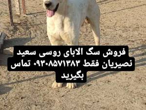 فروش سگ الابای روسی اصیل  نر گله ای دهن پاک