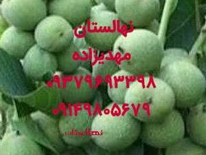 فروش نهال گردو کانادایی در میاندوآب