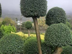 خرید گل و گیاه از شمال