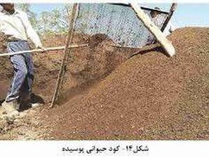 کود گوسفندی خاص در اردبیل