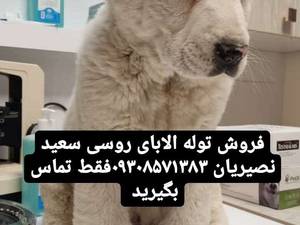 فروش  توله الابای درالبرز