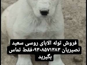 خرید توله  سگ  الابای دراصفهان