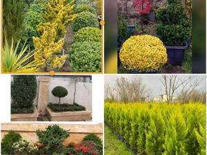 چه گیاهانی برای فضا سبز انتخاب کنیم؟