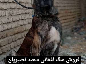 فروش سگ افغانی در تهران