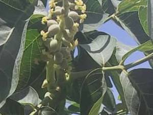 نهال گردو خوشه ای در میاندوآب
