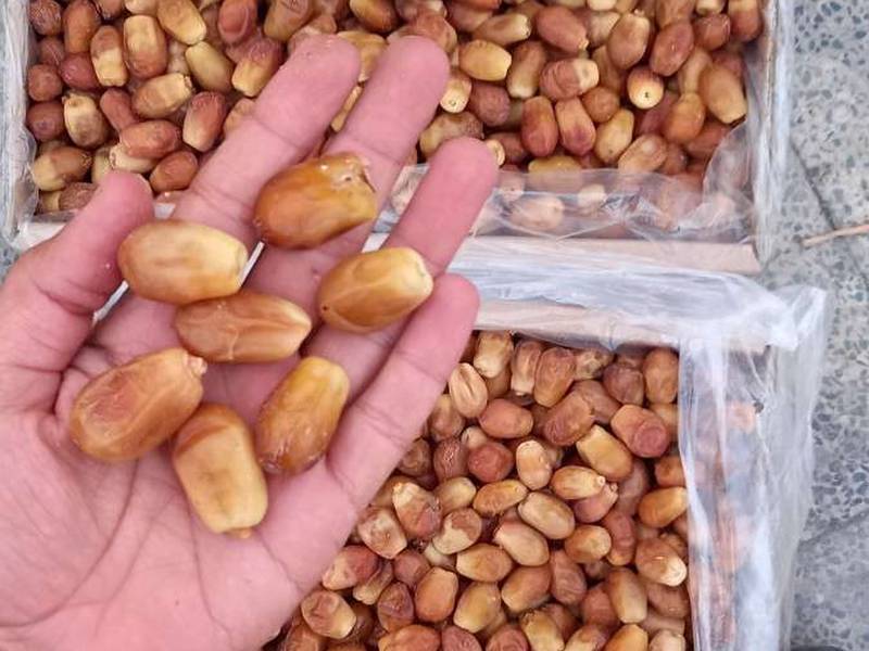فروش خرما زاهدی قیروکارزین با کیفیت درجه یک