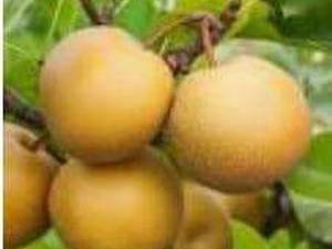 تولید و فروش نهال میوه در مازندران