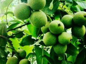 فروش نهال گردوی فرنور فرانسه در مازندران
