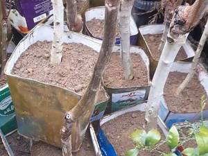 فروش نهال گردوی فرنور فرانسه در مازندران