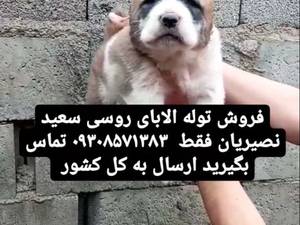 فروش توله الابای  روسی نر در تهران