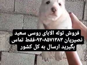 فروش توله الابای  روسی نر در تهران