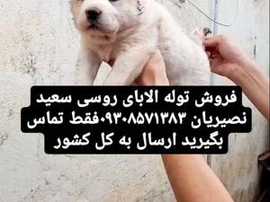 فروش توله الابای  روسی نر در تهران