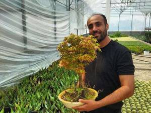 شرایط نگهداری بونسای افرا در کرج