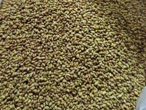 فروش بذر یونجه پایه بلند همدانی