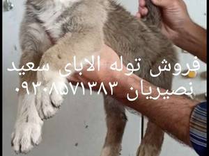 فروش  توله سگ الابای در تهران