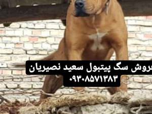 فروش سگ قهوه پیتبول نر درتهران