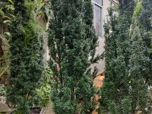 فروش عمده و خرده تاکسوس در تهران