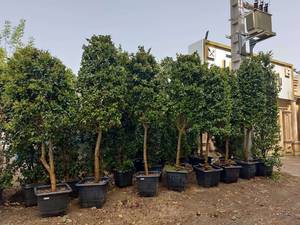خرید  یاس هلندی پیوندی در تهران