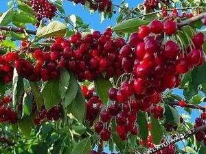پرورش و تولید فروش انواع نهال های مثمر