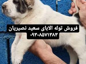 سگ توله نر از نسل تانک واراداتی