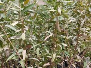 پرورش نهال اکلیبتوس در دزفول