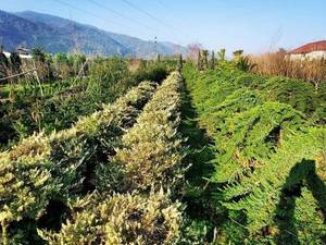 کاج ستاره ای  با قیمت مناسب در کرج