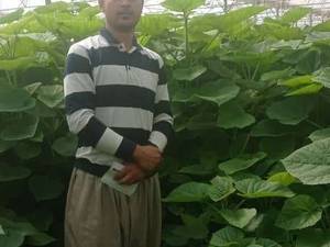 نهال پالونیا در در سردشت