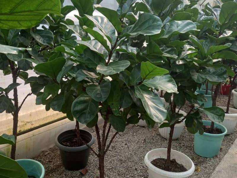 فیکوس لیراتا چند شاخه