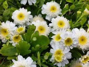 فروش انواع گیاهان فضای سبز و نهال میوه در رشت