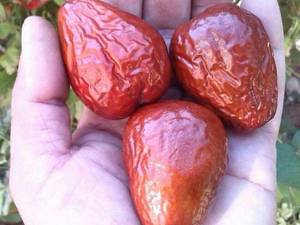 عناب درشت خرمایی شکل