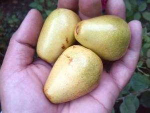 عناب سبزگلابی شکل اوکراینی