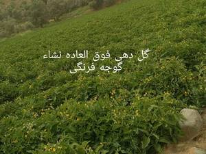 انواع نشاءگوجه فرنگی