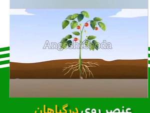 نقش عنصر روی در گیاهان