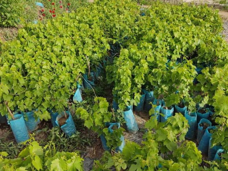 فروش انگور بیدانه قرمز
