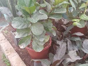گل فیکوس لیراتا درمازندران