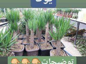 درختچه یوکا 