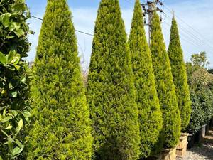 درختچه کاج لاوسن همیشه سبز و مخروطی