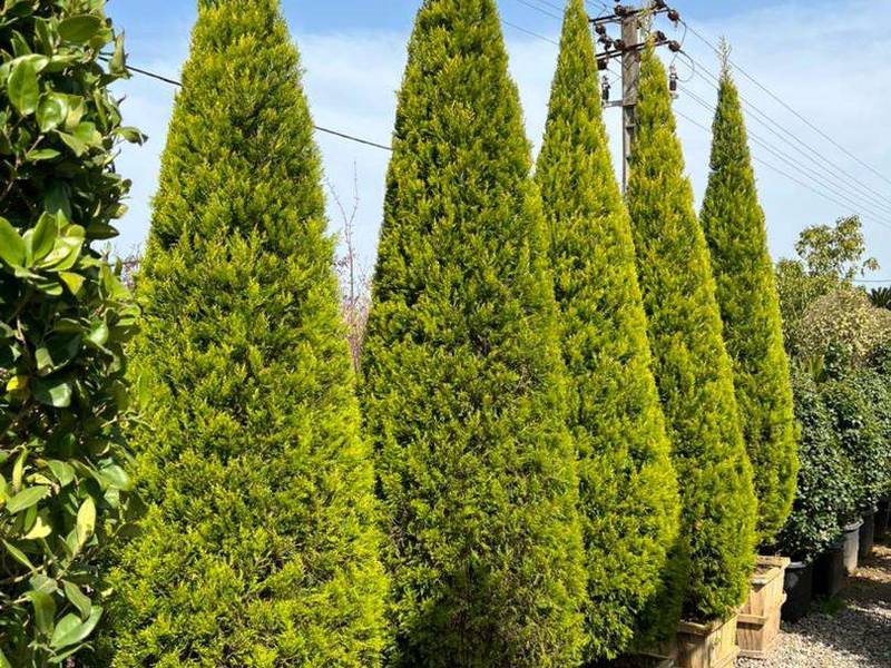 درختچه کاج لاوسن همیشه سبز و مخروطی